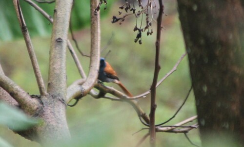 African Paradise-Flycatcher