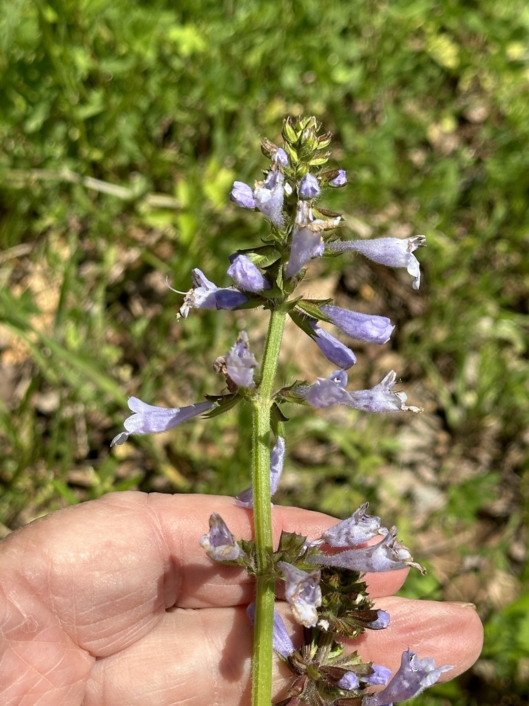 lyreleaf sage from Little River County, AR, USA on March 27, 2024 at 12 ...