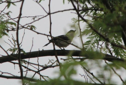 Northern Puffback
