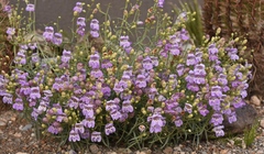 Penstemon fruticiformis amargosae