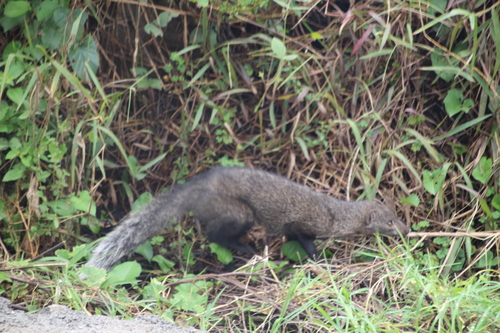 White-tailed Mongoose