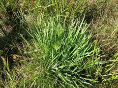 Liatris pycnostachya