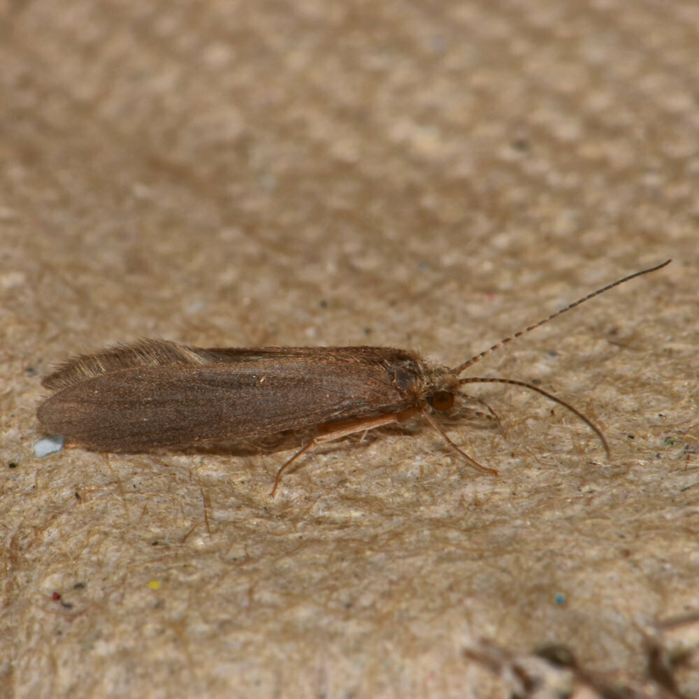 Dinky Net-tube Caddisfly