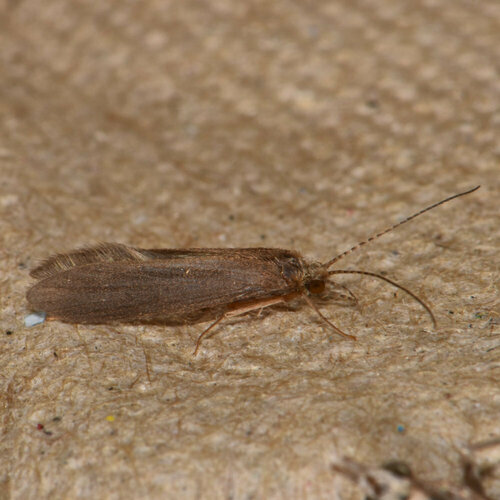 Dinky Net-tube Caddisfly