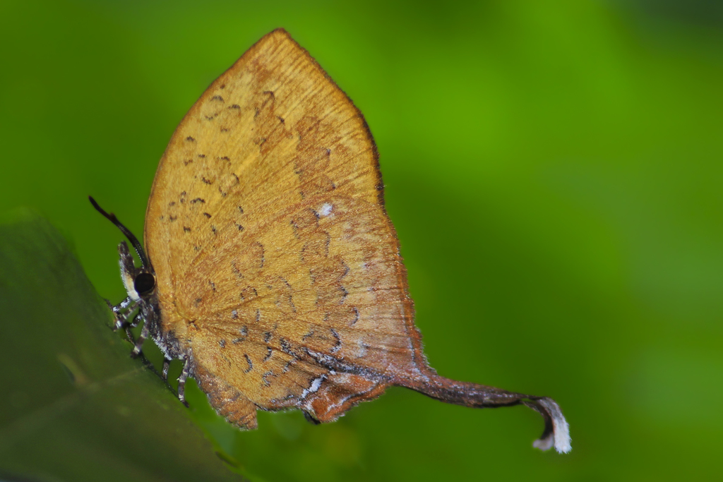 Branded Yamfly