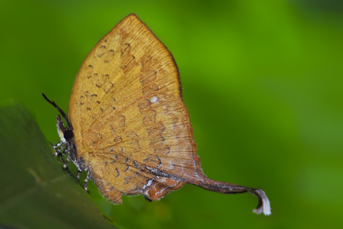 Yasoda tripunctata (Hewitson, 1863)