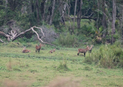 Defassa Waterbuck