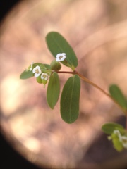 Euphorbia hyssopifolia