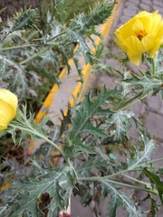 Argemone subfusiformis