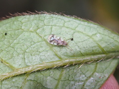 Stephanitis pyrioides