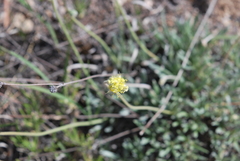 Eriogonum lachnogynum