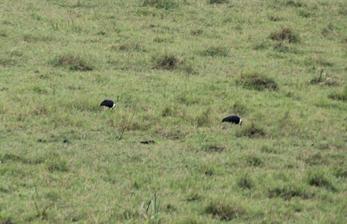 African Woolly-necked Stork