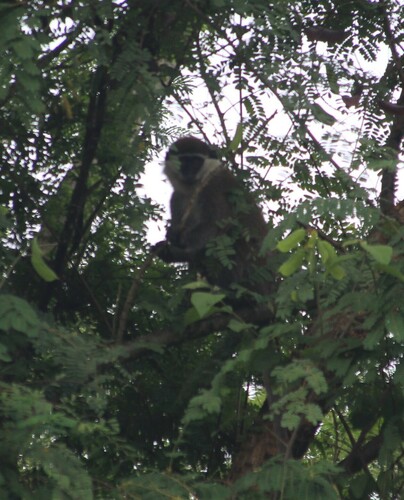 Grivet Monkey