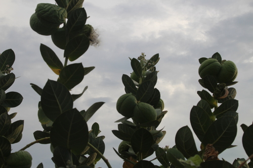 giant milkweed