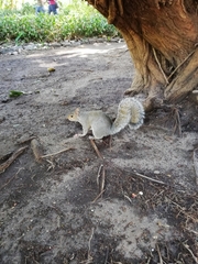 Sciurus carolinensis