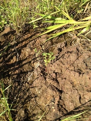 Euphorbia hyssopifolia
