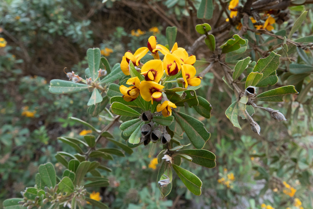 heart-leaved poison from Cheynes WA 6328, Australia on October 27, 2023 ...