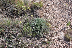 Eriogonum lachnogynum