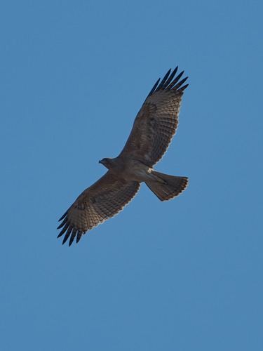 Aigle de Bonelli