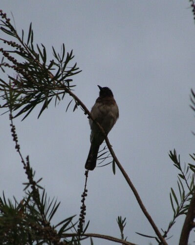 Common Bulbul