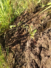 Euphorbia hyssopifolia