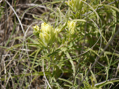 Castilleja citrina