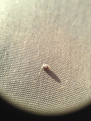 Euphorbia hyssopifolia