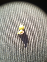 Euphorbia hyssopifolia