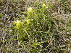 Castilleja citrina