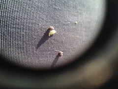 Euphorbia hyssopifolia