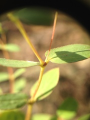 Euphorbia hyssopifolia