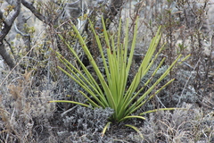 Agave striata falcata