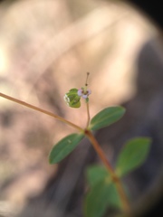 Euphorbia hyssopifolia