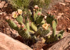 Opuntia polyacantha polyacantha