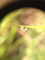 Euphorbia hyssopifolia