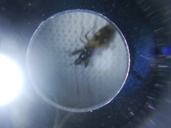 Pseudopamera nitidula