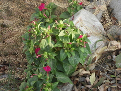 Mirabilis jalapa
