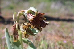 Fritillaria agrestis