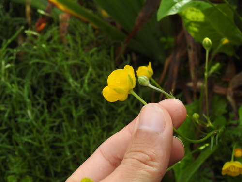 Image of Ranunculus paludosus by (c) Duarte Frade, some rights reserved (CC BY)