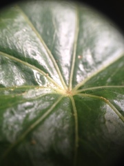 Hydrocotyle callicephala