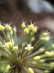 Hydrocotyle callicephala