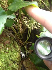 Hydrocotyle callicephala