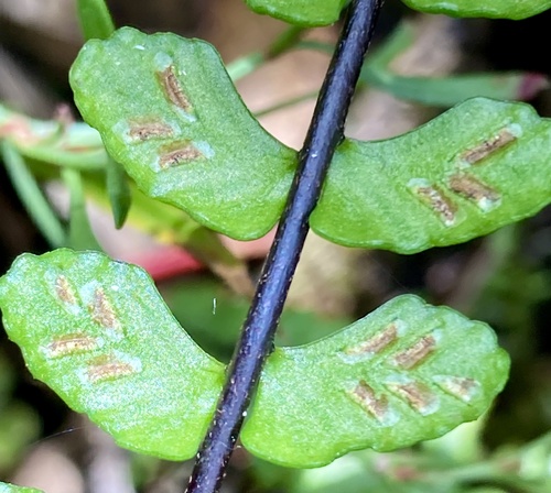 Asplenium castaneum (Asplenium castaneum)