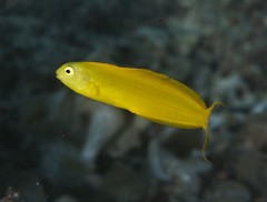 Canary Blenny photo 3