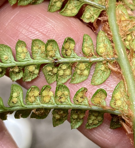 Polystichum orbiculatum, photograph 5