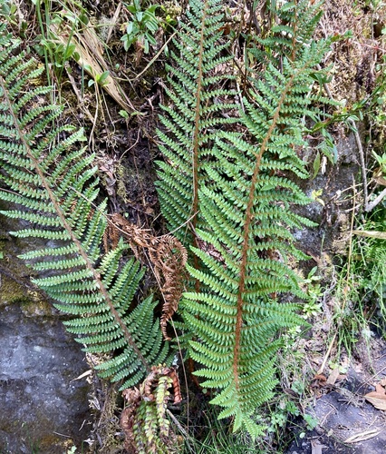 Polystichum orbiculatum, photograph 6