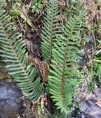 Polystichum orbiculatum, photograph author not stated, no rights reserved