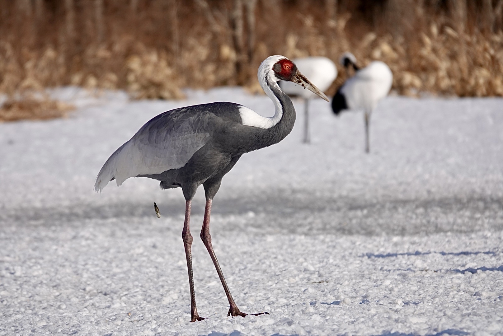 White-naped Crane illustration
