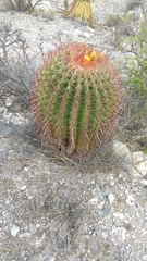 Ferocactus pilosus