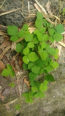 Rhynchosia volubilis